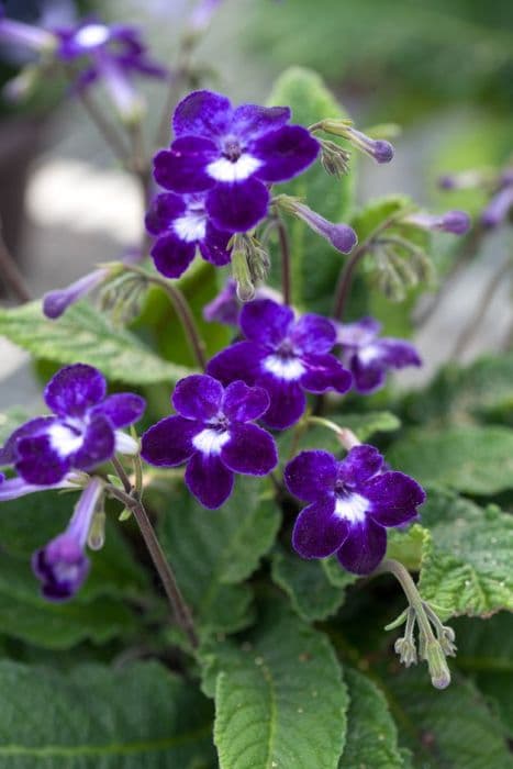 Cape primrose 'Kim'