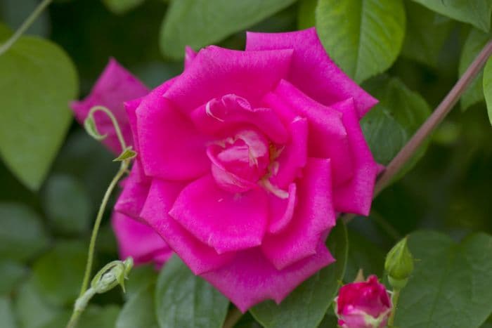 rose 'Morning Jewel'