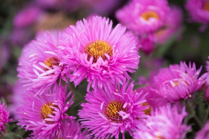 New England aster 'Sayer's Croft'