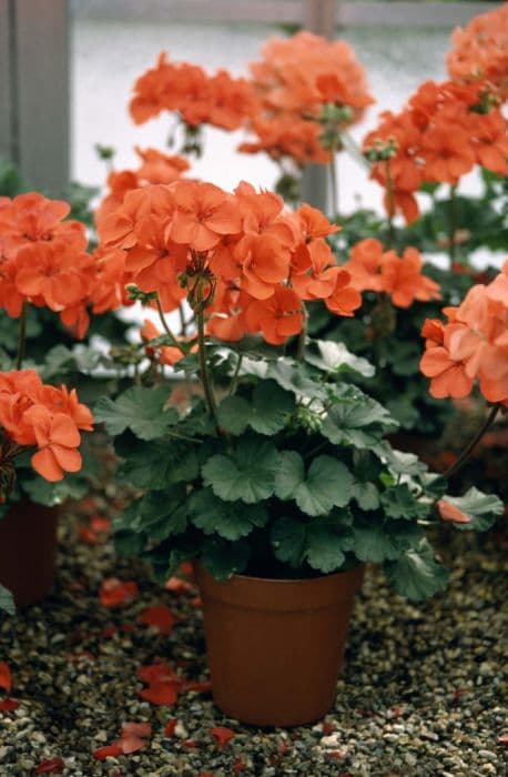 pelargonium 'Juve'