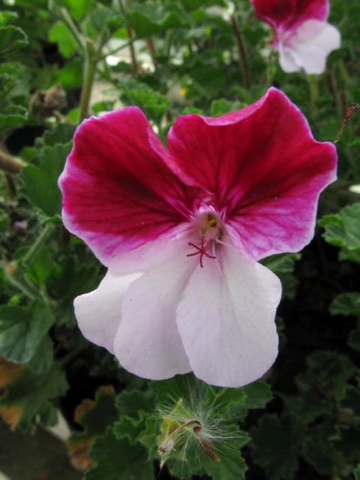 pelargonium 'Quantock Marjorie'