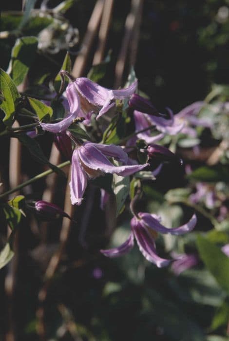 clematis 'Rosea'