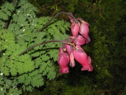 bleeding heart 'King of Hearts'