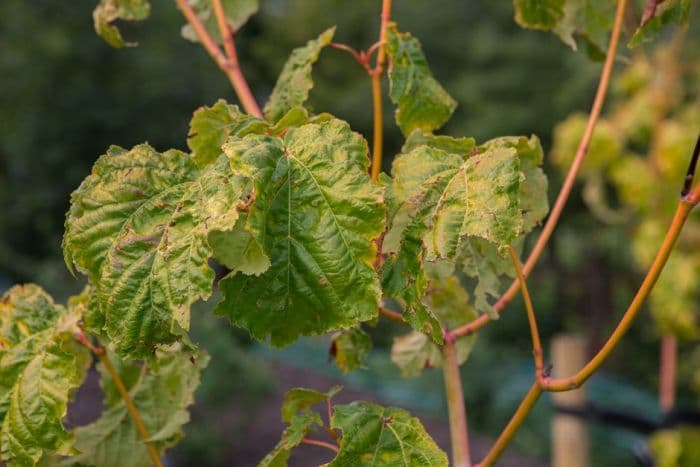 snakebark maple 'Phoenix'