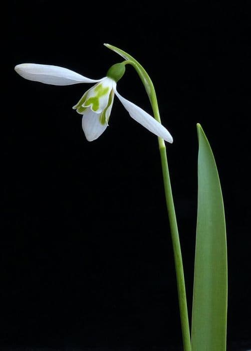 greater snowdrop 'Daphne's Scissors'