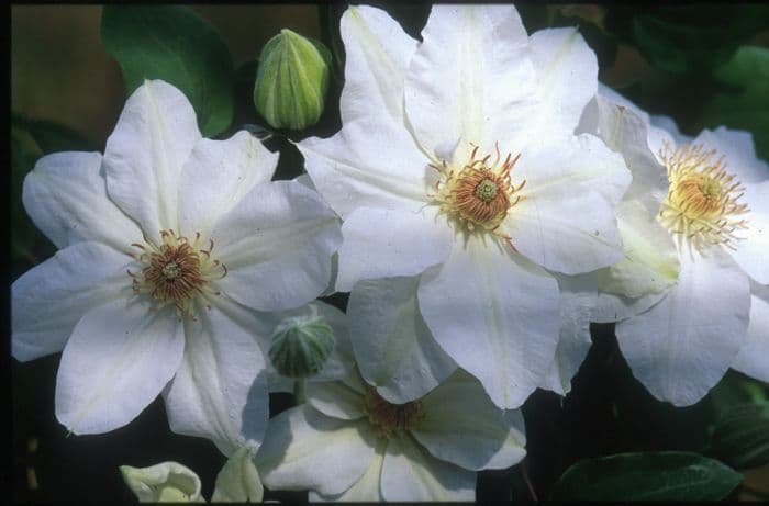 clematis 'Mrs George Jackman'