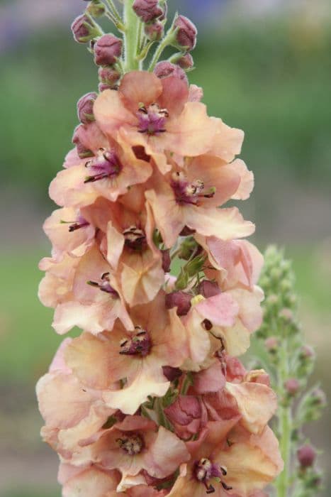 mullein 'Caribbean Crush'