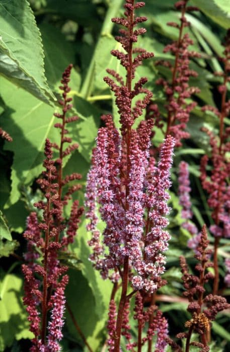 astilbe 'Purpurlanze'