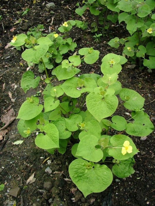 upright wild ginger