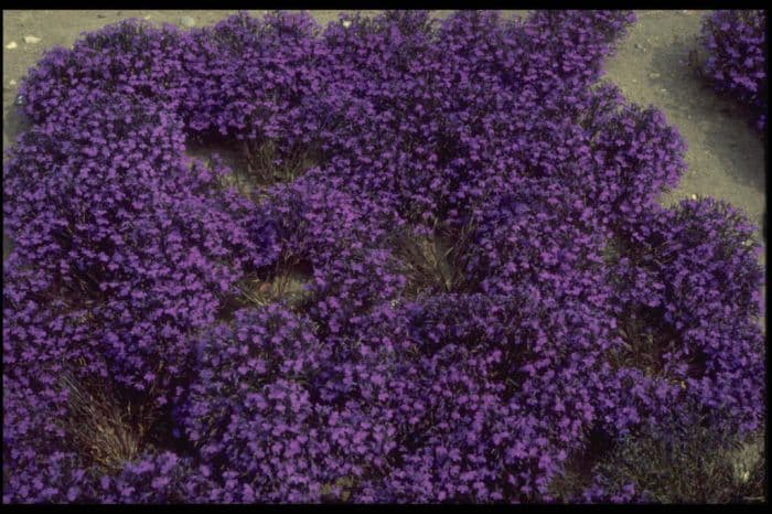 trailing lobelia 'Crystal Palace'