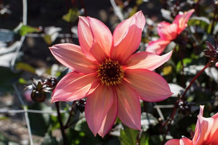 dahlia 'Waltzing Mathilda'