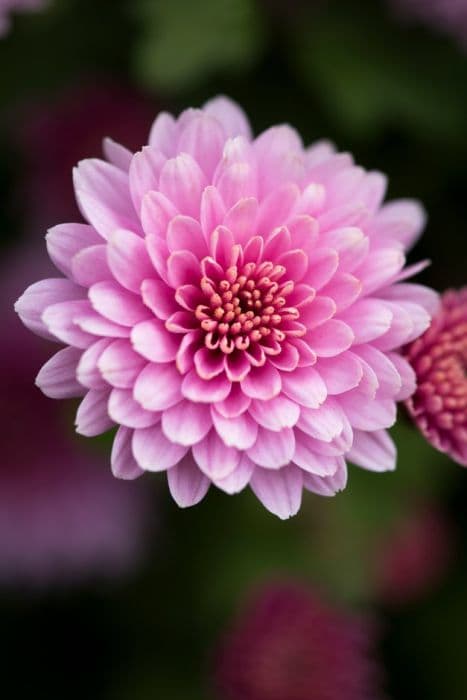 Chrysanthemum 'Nakato Pink'