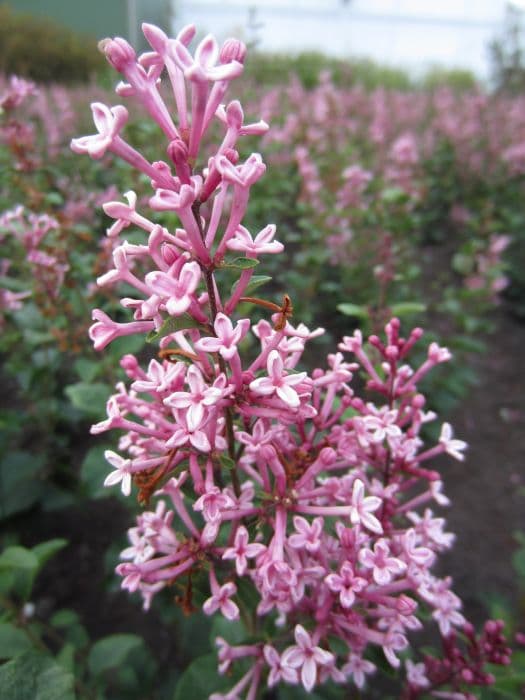 lilac 'Pink Perfume'