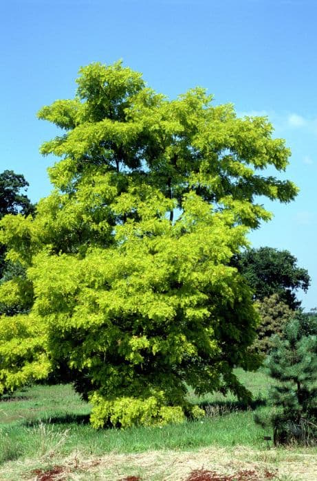 false acacia 'Frisia'