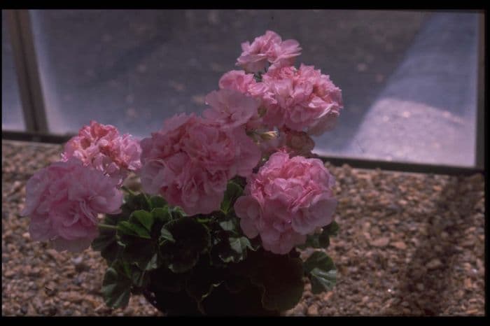 pelargonium 'Dame Anna Neagle'