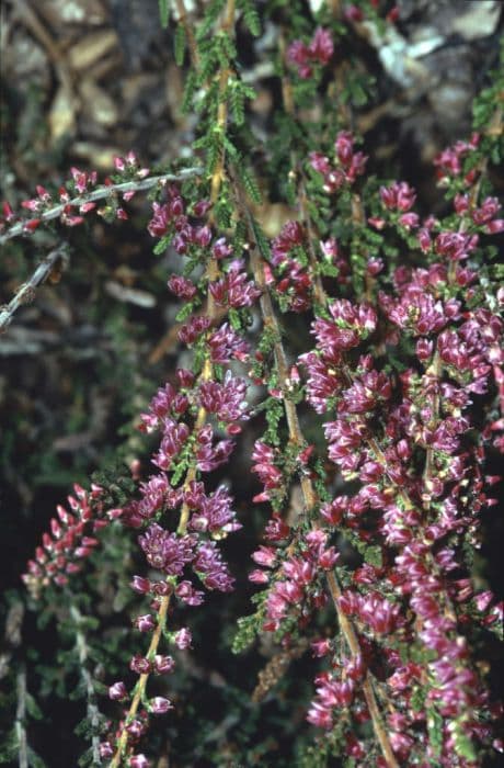 heather 'Allegro'