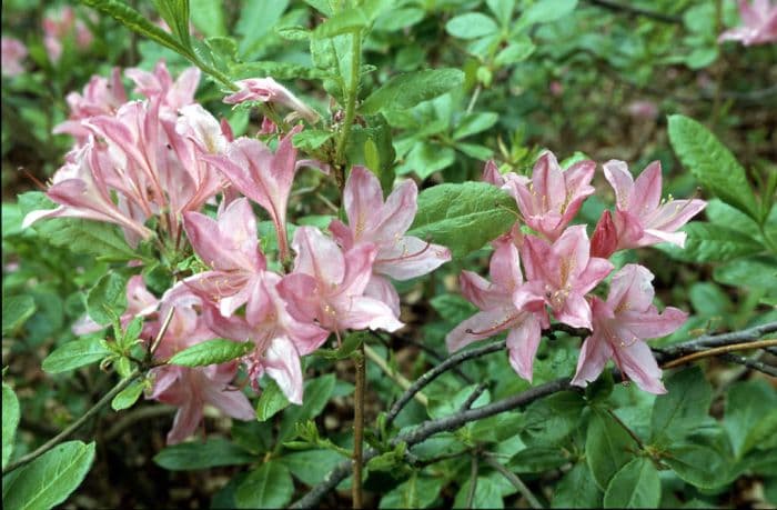 rhododendron 'Rosata'