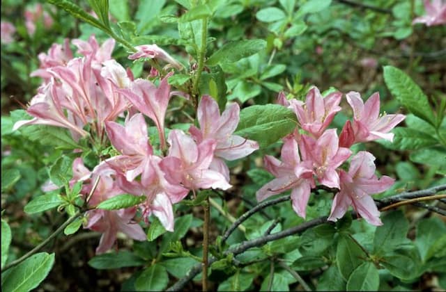 Rhododendron 'Rosata'