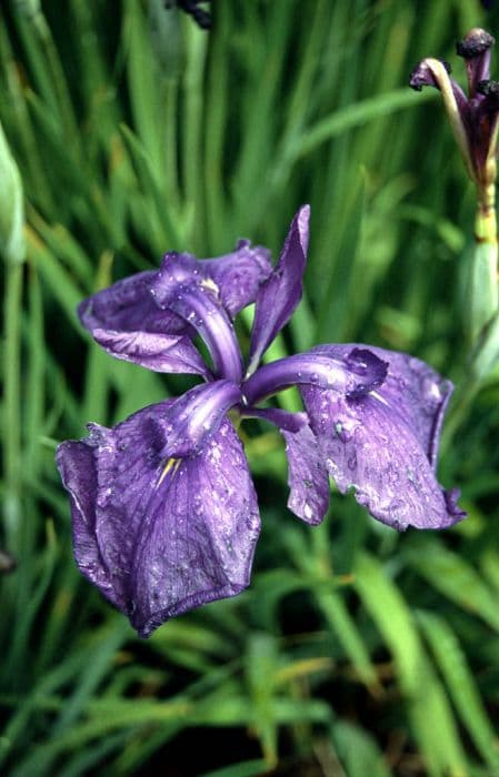 Japanese water iris 'The Great Mogul'