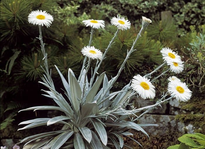 large mountain daisy