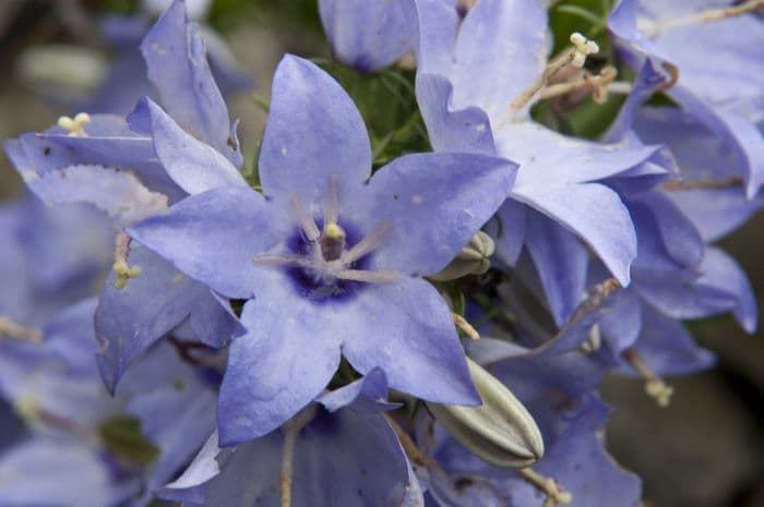 various-coloured bellflower