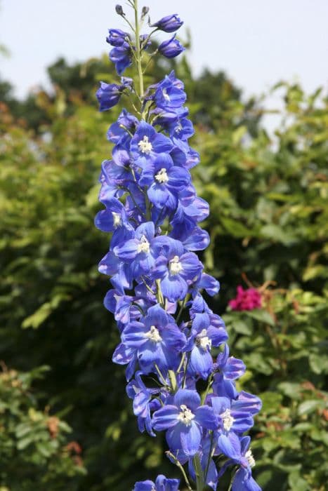 delphinium Blue Bird Group