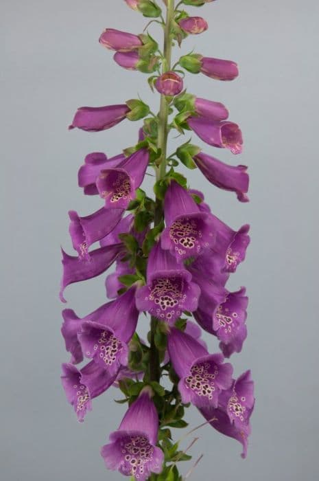 foxglove 'Camelot Rose'