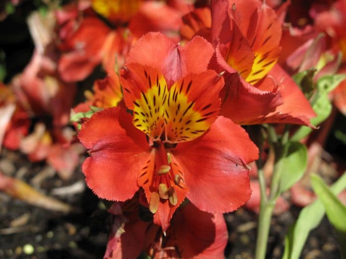 Peruvian lily 'Tara'