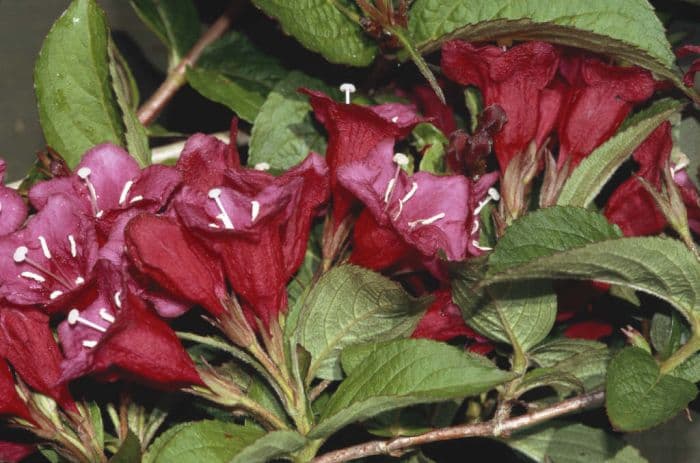 weigela 'Bristol Ruby'