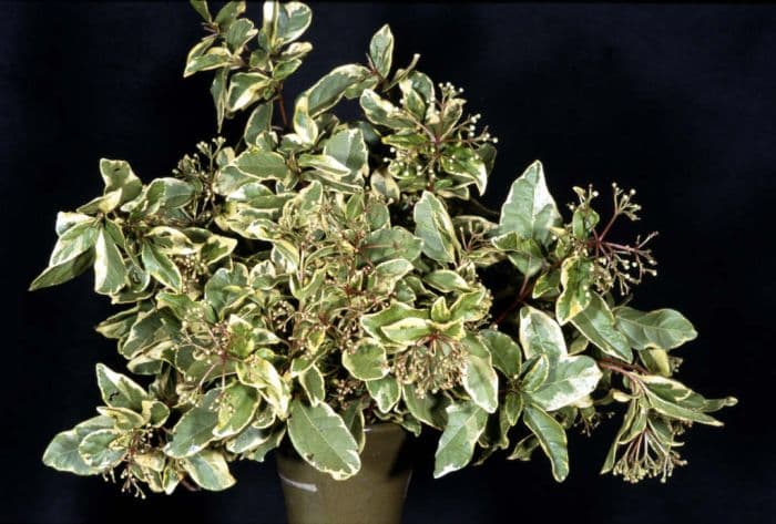 variegated laurustinus