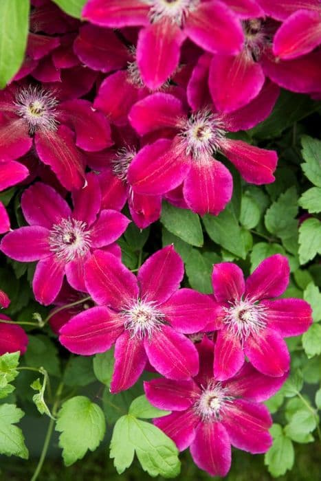 clematis 'Ruby Wedding'