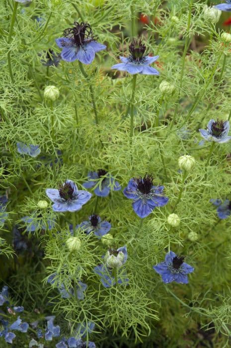 Spanish fennel flower