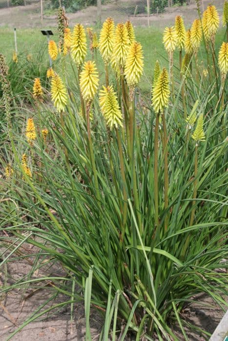 red-hot poker 'Primrose Upward'