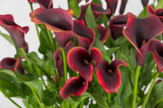 Arum lily 'Eyeliner'