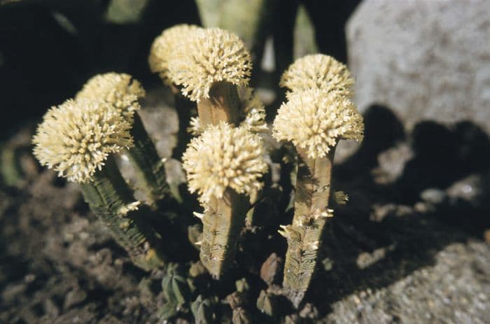 pyramid crassula