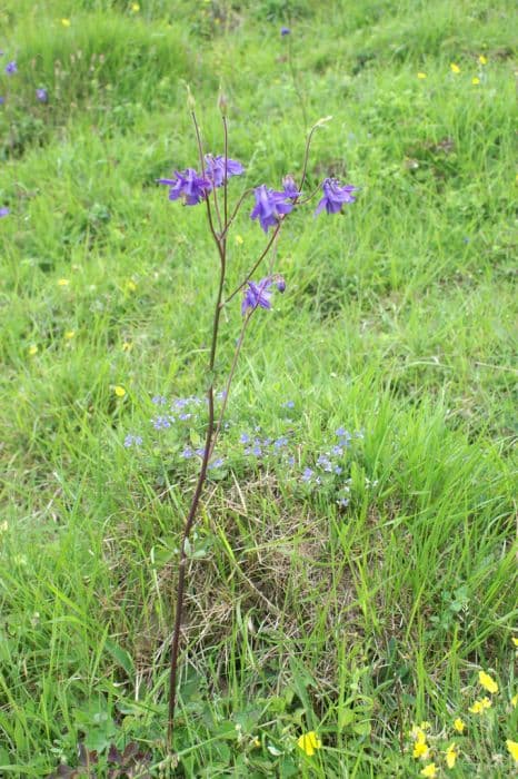 Common columbine