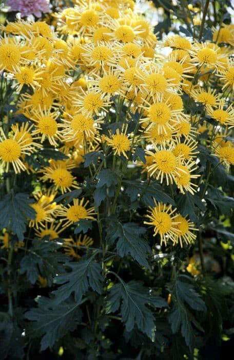 chrysanthemum 'Sputnik'