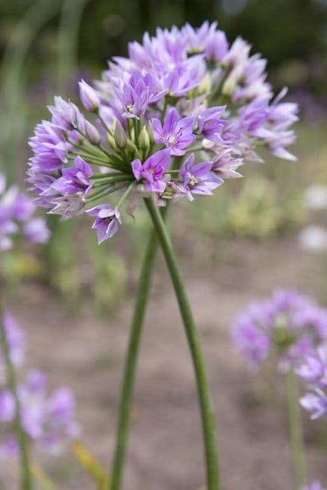 allium 'Eros'