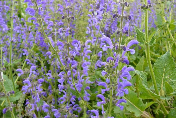 meadow clary