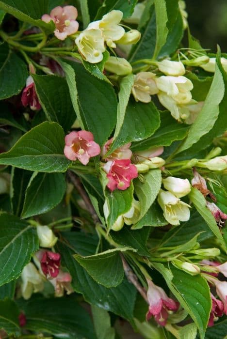 weigela 'Alba'