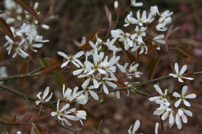 serviceberry