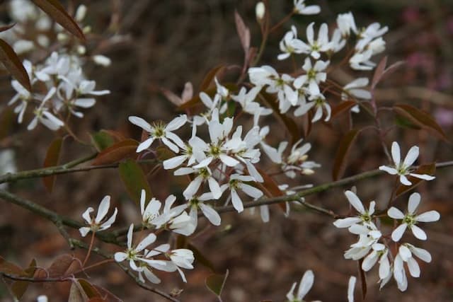 Serviceberry