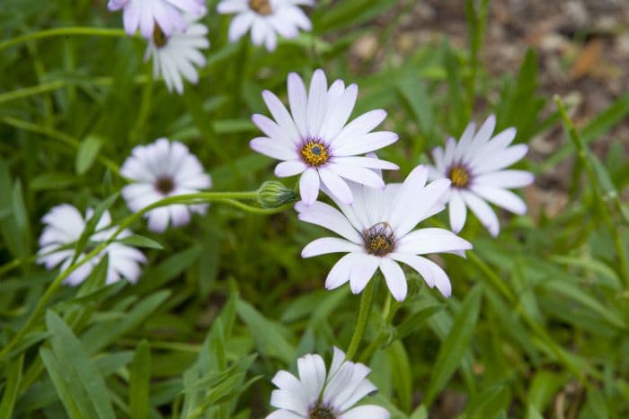 deep purple African daisy