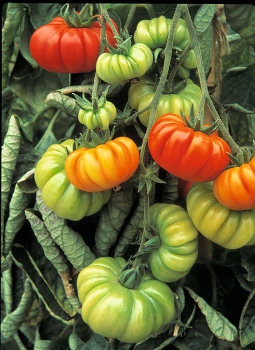 tomato 'Costoluto Fiorentino'