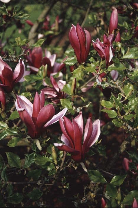 black lily magnolia