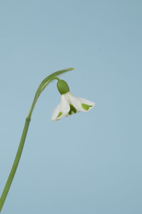 snowdrop 'Trym'