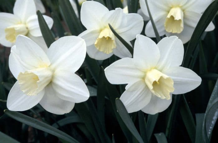 daffodil 'Homestead'