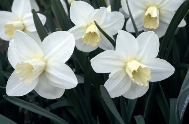 Daffodil 'Homestead'