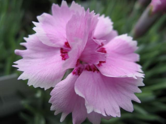 Pink 'Little Jock'