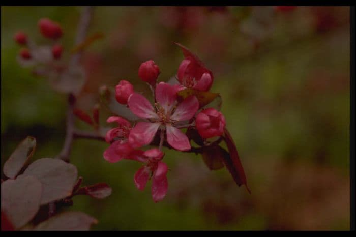 purple crab apple 'Neville Copeman'